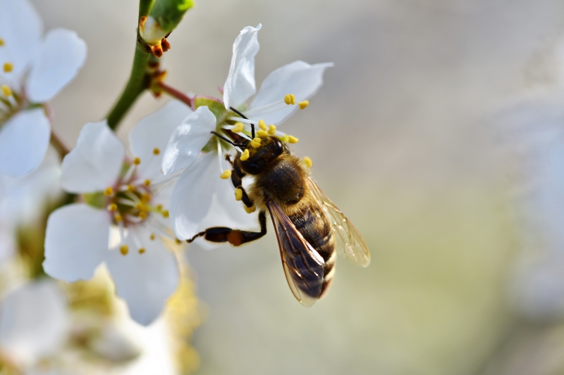 jardinerie-TARADEAU-min_bee-4092986